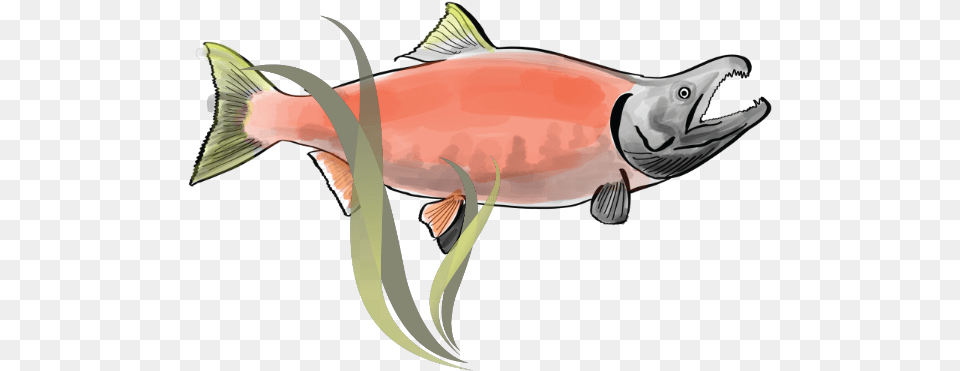 National Indigenous Fisheries Institute Sockeye Salmon, Animal, Coho, Fish, Sea Life Png