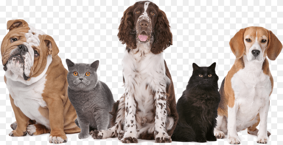 National Pet Fire Safety Day 2017, Animal, Canine, Dog, Mammal Png