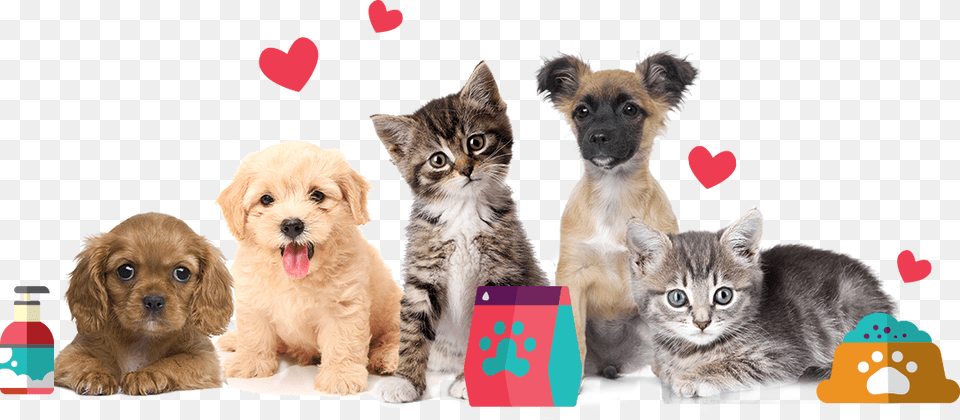 National Pet Memorial Day 2019, Animal, Canine, Dog, Mammal Free Png Download