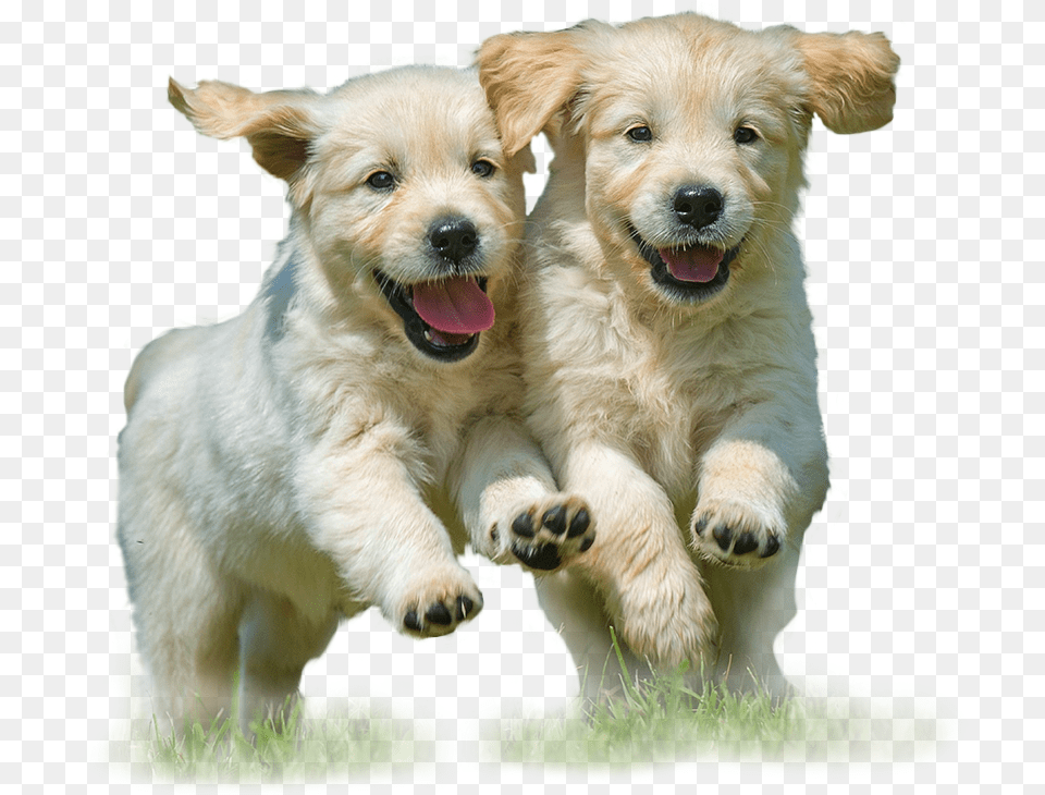 National Puppy Day Meme, Animal, Canine, Dog, Mammal Png Image