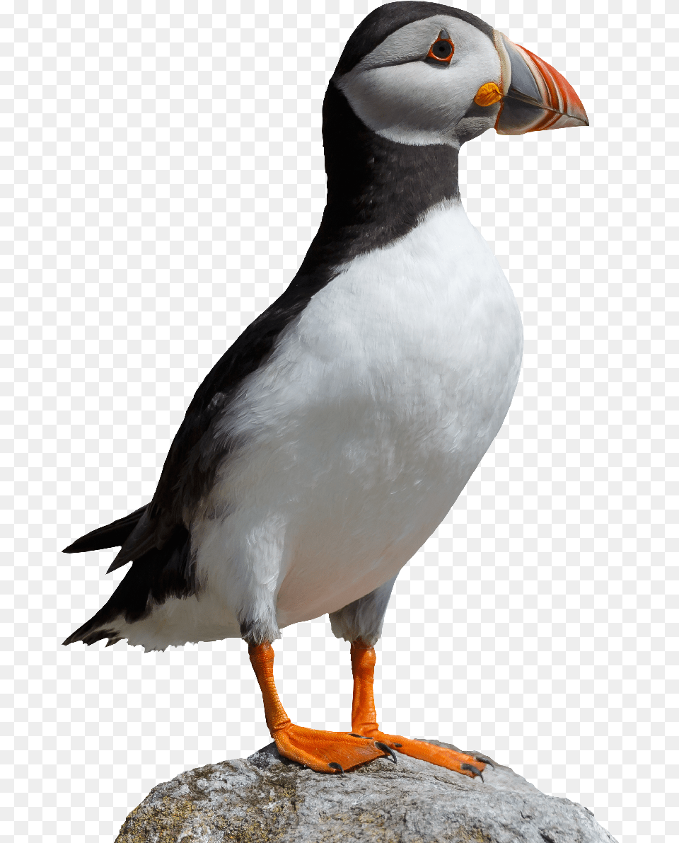 National Trust For Jersey Puffin, Animal, Bird Free Transparent Png