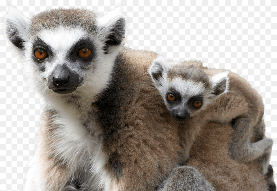 National Zoo And Aquarium Lemur, Animal, Mammal, Monkey, Wildlife Png Image