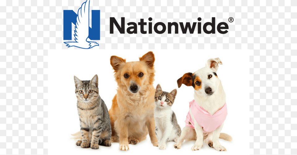Nationwide Pet Insurance Review Cat And Dogs Group Photo White Background, Animal, Canine, Dog, Mammal Free Png Download