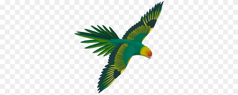 Native American Hummingbird Clipart Clipart, Animal, Bird, Parakeet, Parrot Free Transparent Png