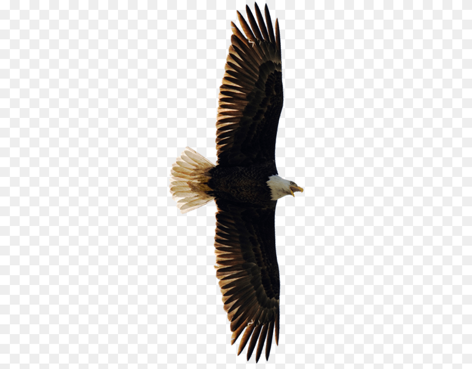 Native American Law Transparent Native American, Animal, Bird, Eagle, Flying Free Png