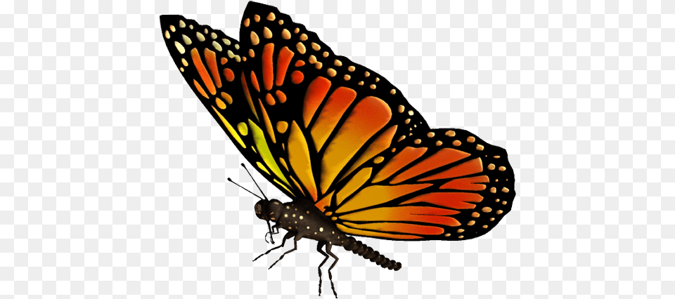 Native Butterfly Vector Transparent Image Transparent Background Butterfly Gif, Animal, Insect, Invertebrate, Monarch Png