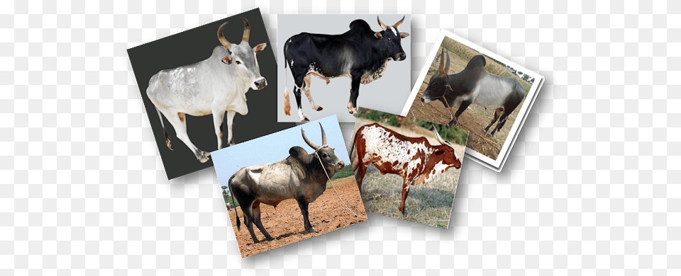 Native Cattle Breeds Herd, Animal, Bull, Livestock, Mammal Free Png