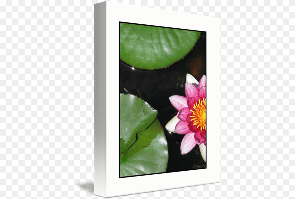 Native Lily Pad Plant And Flower By Brian Rojo Water Lily, Petal, Pond Lily Png Image