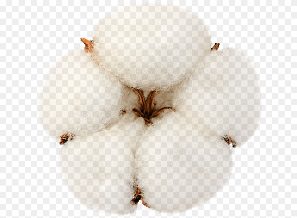 Native Organic Cotton Onion, Food, Fruit, Plant, Produce Png Image