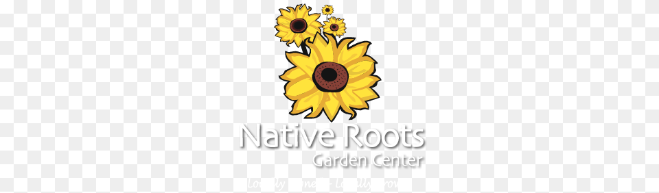 Native Roots Garden Center, Flower, Plant, Sunflower, Advertisement Png Image