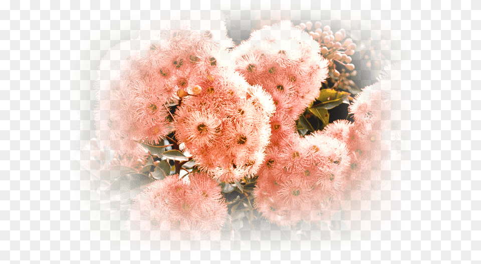 Native Shrub Smoketree, Flower, Plant, Flower Arrangement, Flower Bouquet Png