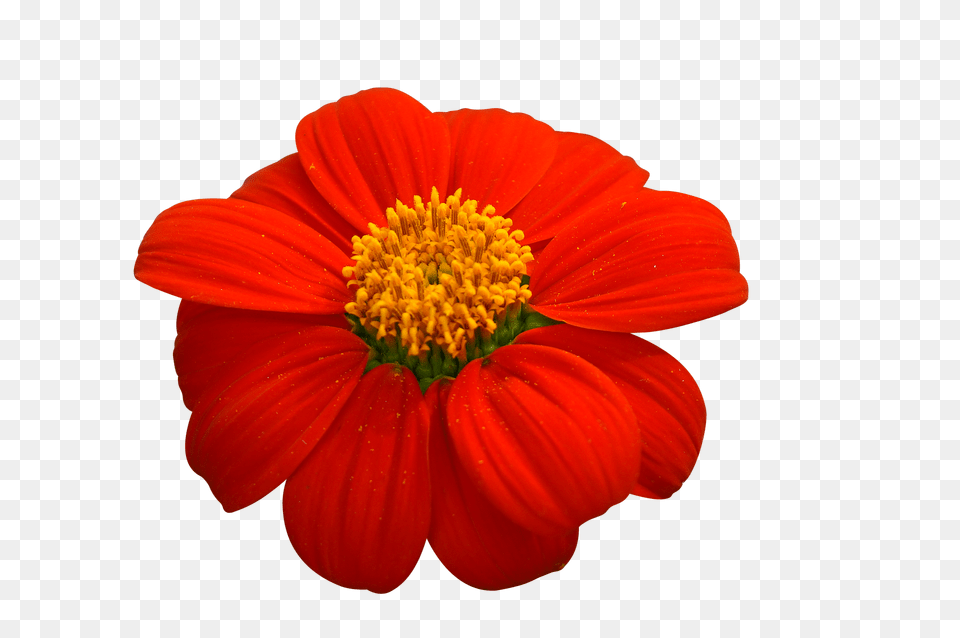 Natural Anther, Daisy, Flower, Petal Free Transparent Png