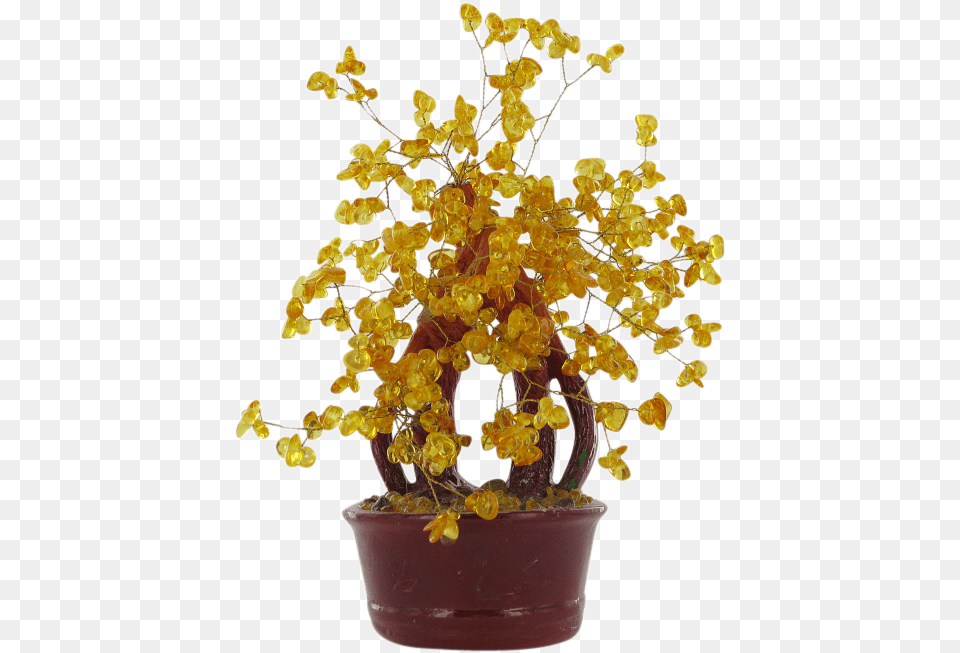 Natural Amber Lucky Money Tree Houseplant, Flower, Flower Arrangement, Ikebana, Plant Png