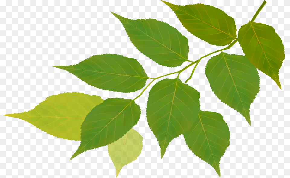 Natural Backgrounds For Pamphlets, Leaf, Plant, Tree, Green Free Png