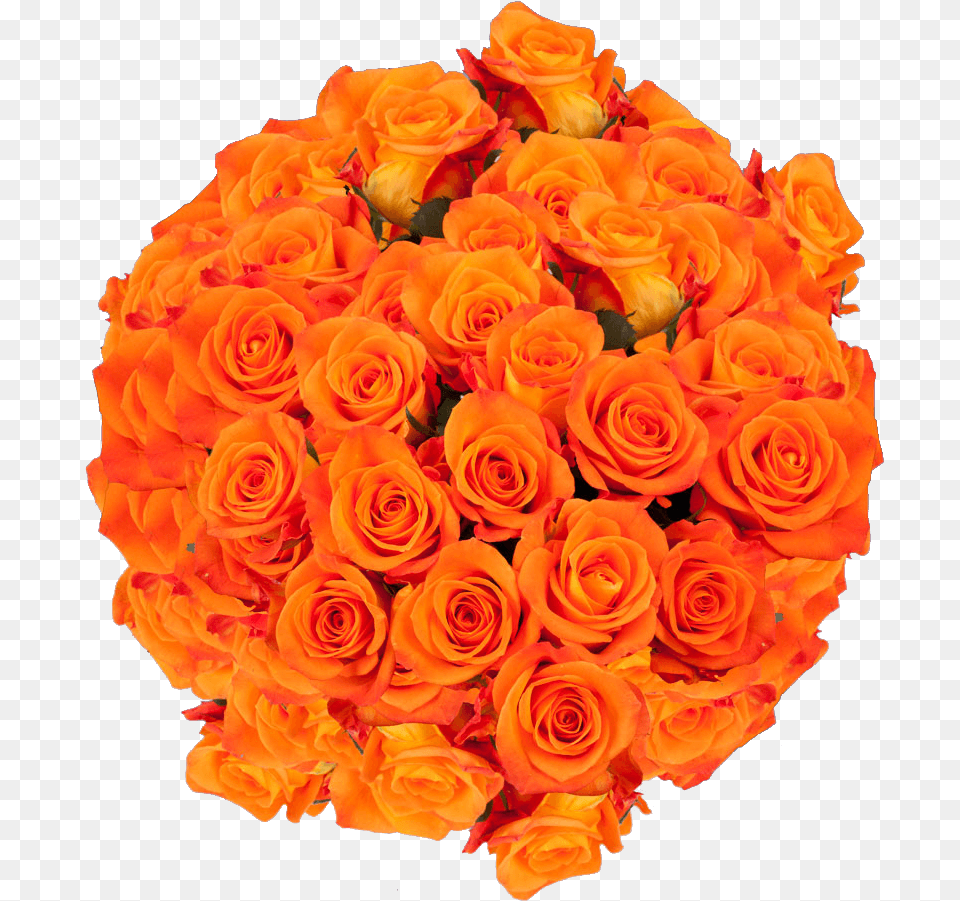 Natural Bright Orange Roses Floribunda, Flower, Flower Arrangement, Flower Bouquet, Plant Free Transparent Png