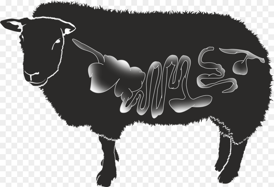 Natural Casings Sheep Darimex, Livestock, Baby, Person, Animal Free Png