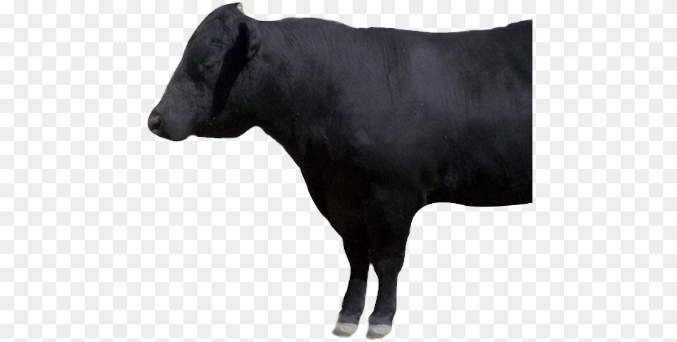 Natural Cattle, Angus, Animal, Bull, Livestock Png Image