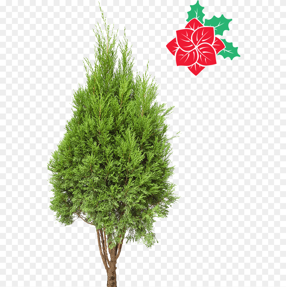 Natural Cypress Christmas Tree 4 5ft Resimleri Mexican Pinyon, Conifer, Leaf, Plant, Fir Free Transparent Png