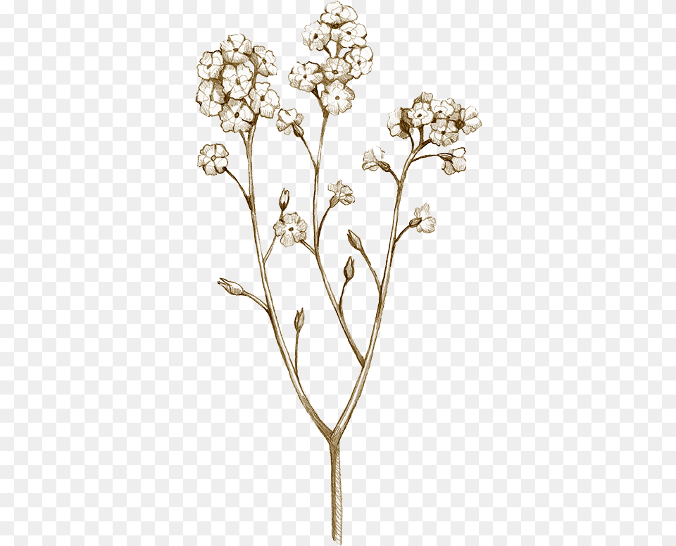 Natural Drawing 04 Yarrow, Plant, Accessories, Jewelry, Flower Png Image