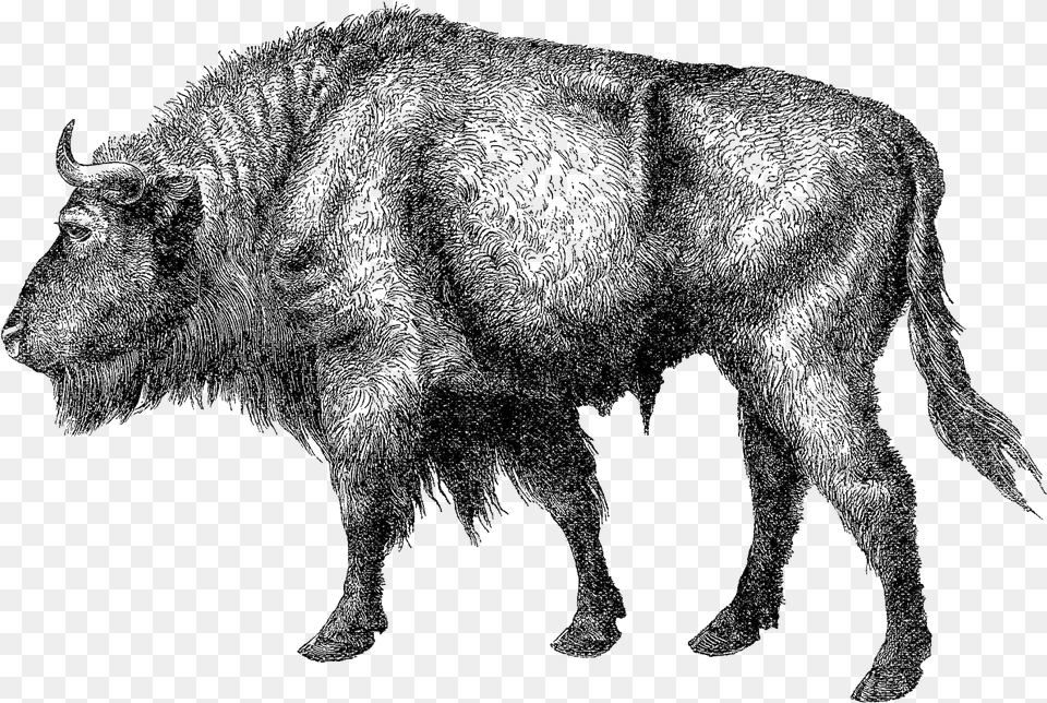 Natural Drawing Animal Buffalo Illustration, Mammal, Elephant, Wildlife, Bull Png