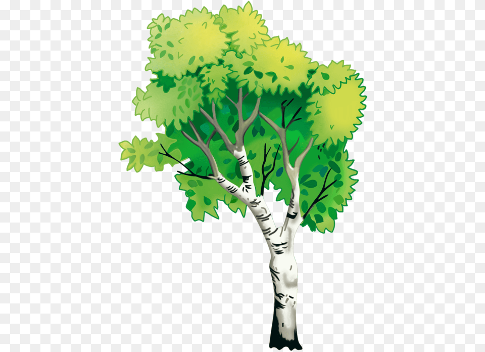 Natural Environment Download Natural Environment, Oak, Plant, Sycamore, Tree Free Png