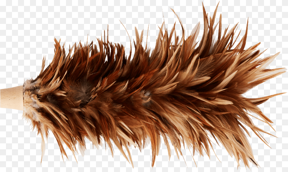 Natural Feather Duster, Grass, Plant, Animal, Bird Png