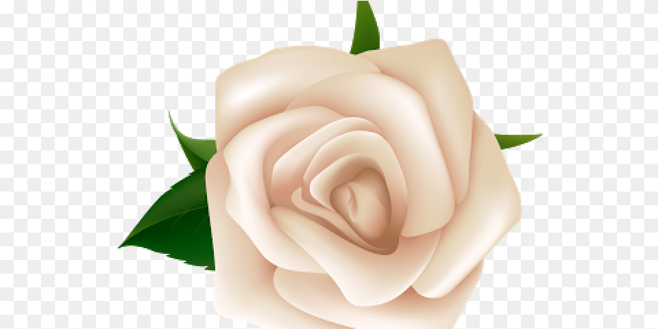 Natural Flower White Rose Clipart, Plant Free Transparent Png