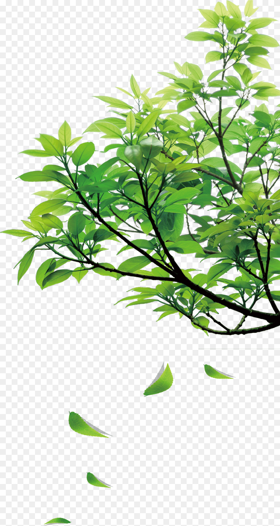 Natural Green Leaves Green Leaves Clipart Free Transparent Png