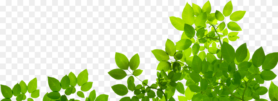 Natural Hd Natural, Green, Leaf, Plant, Vegetation Free Png Download