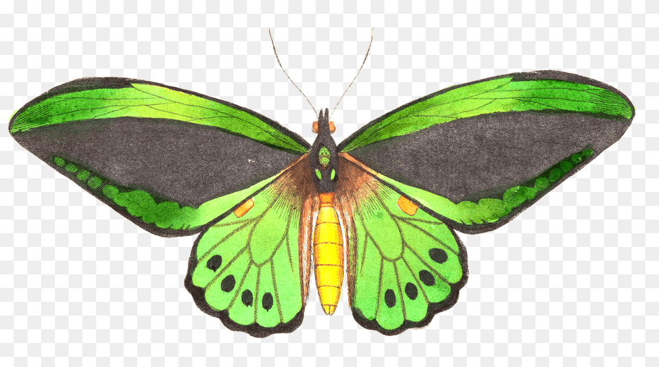 Natural History Illustration, Animal, Insect, Invertebrate, Butterfly Free Png