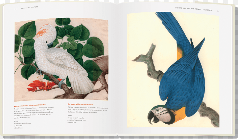 Natural History Museum Book, Animal, Beak, Bird, Parrot Free Png Download