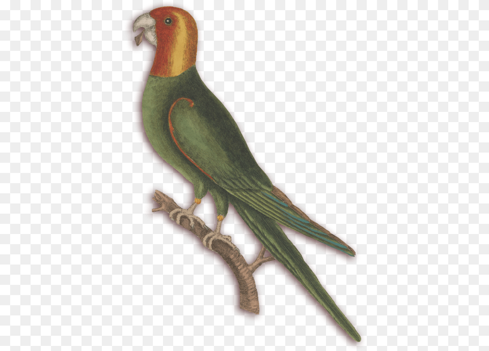 Natural History Of Carolina Florida And Budgie, Animal, Bird, Parakeet, Parrot Png