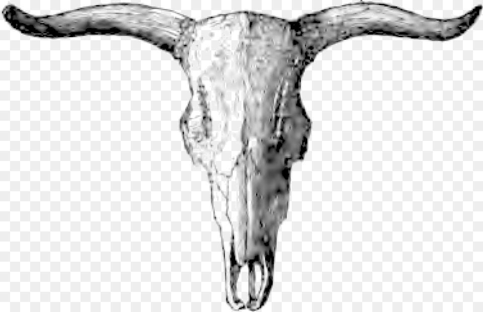 Natural History Review 0063b Skull, Animal, Bull, Mammal, Livestock Free Transparent Png