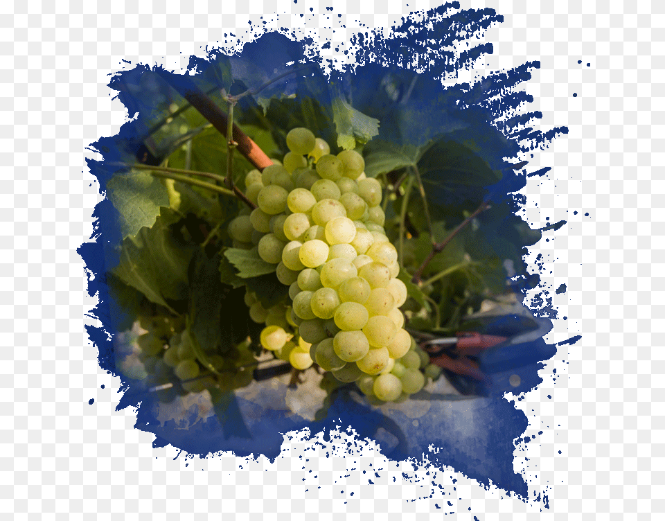 Natural Long Lived And Above All Italian Seedless Fruit, Food, Grapes, Plant, Produce Free Transparent Png