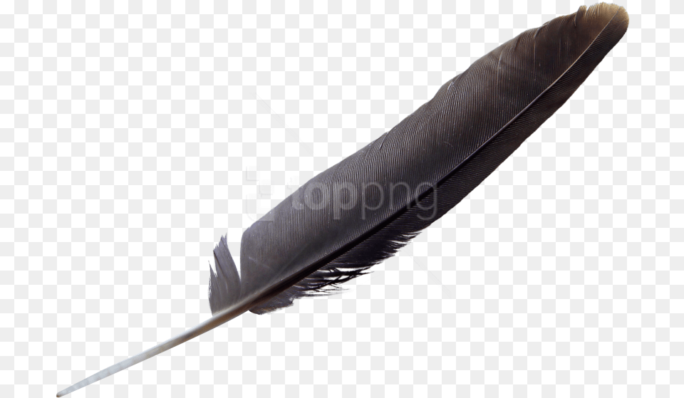 Natural Material Eagle Feather Black, Bottle, Blade, Dagger, Knife Png