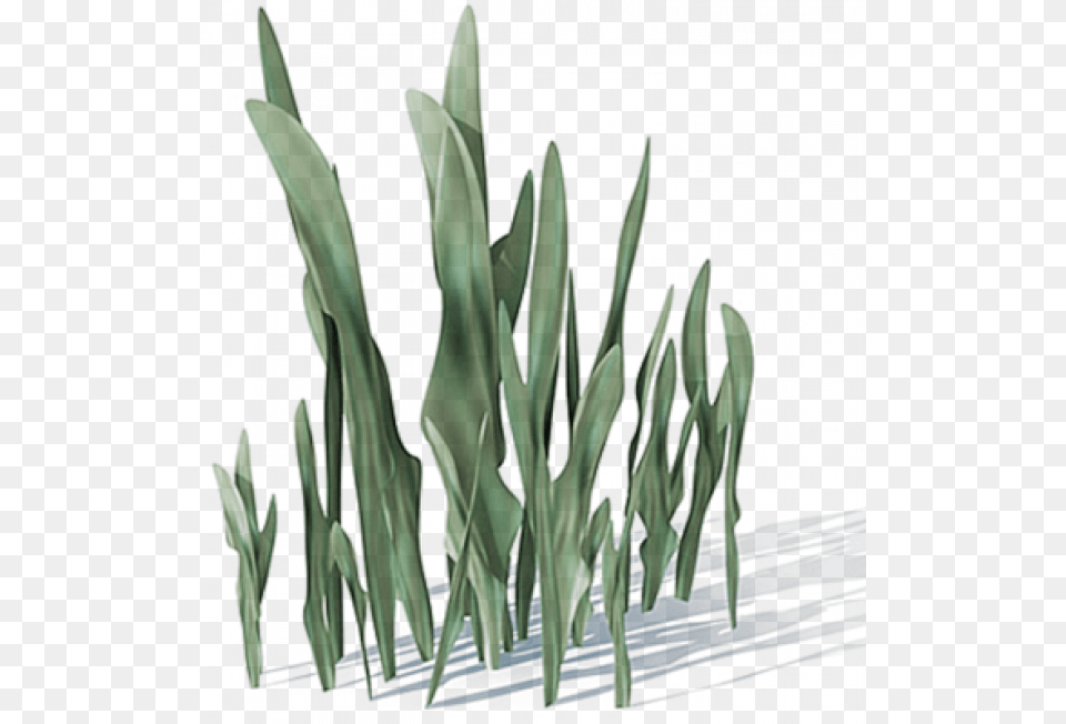 Natural Objects, Grass, Green, Plant, Vegetation Png