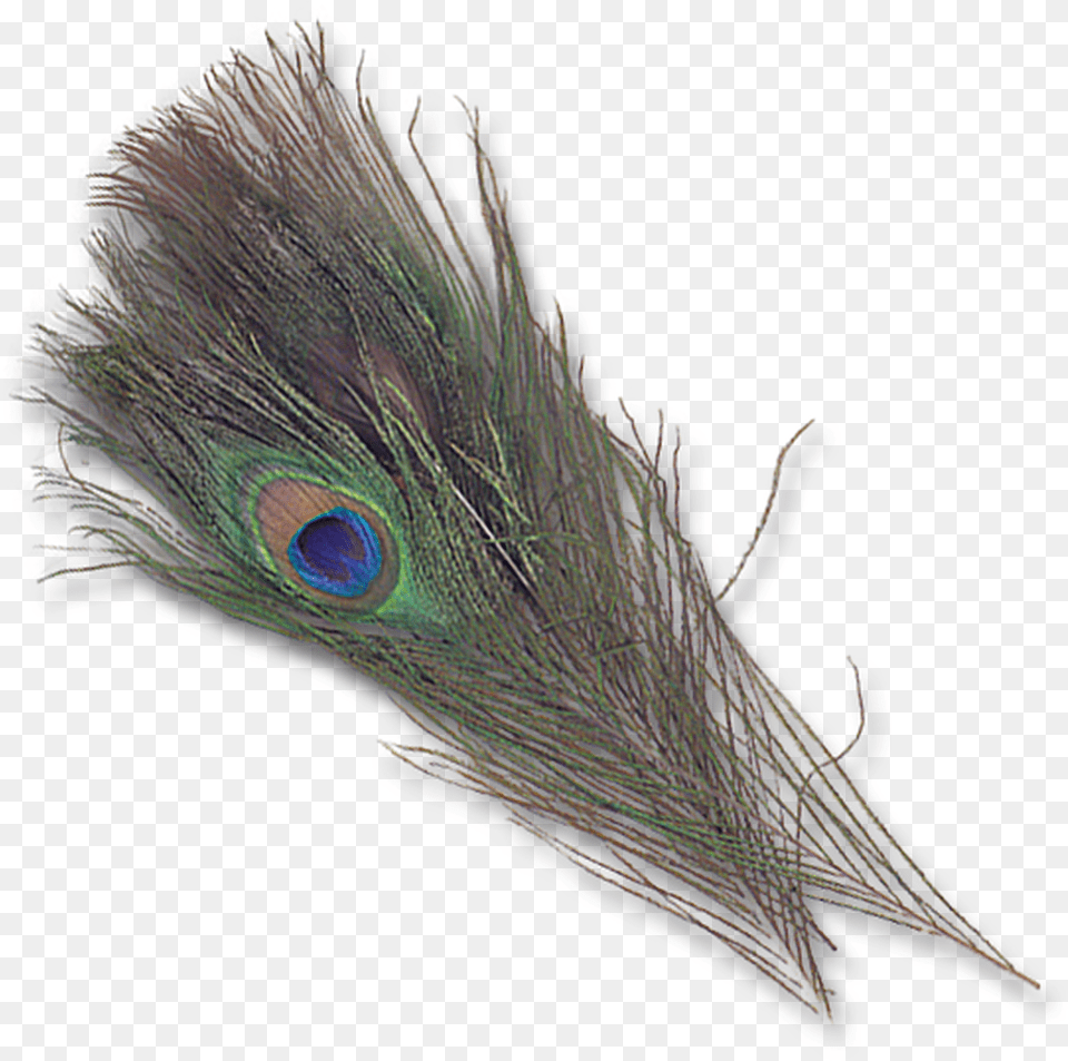 Natural Peacock Eyes Feather, Animal, Bird Free Transparent Png
