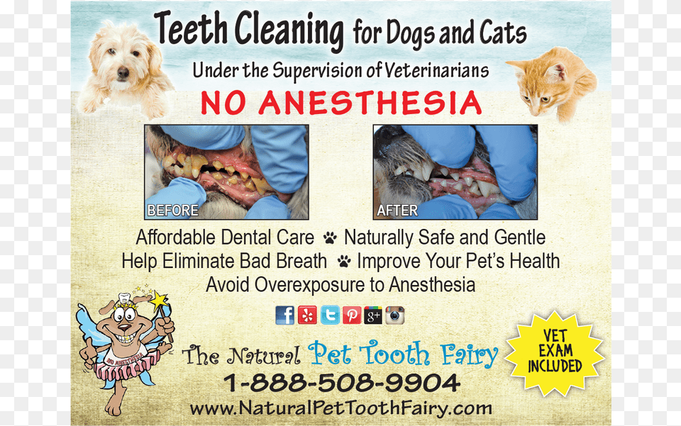 Natural Pet Tooth Fairy 1 Image Click Any Image To Labradoodle, Advertisement, Poster, Canine, Animal Free Transparent Png