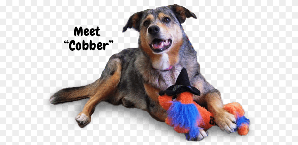 Natural Rubber Chew Toys, Animal, Canine, Dog, Mammal Free Png