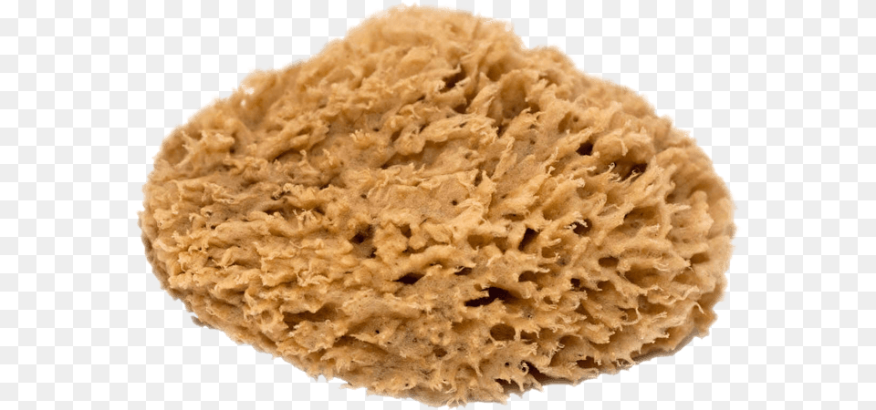 Natural Sea Sponge Free Png Download