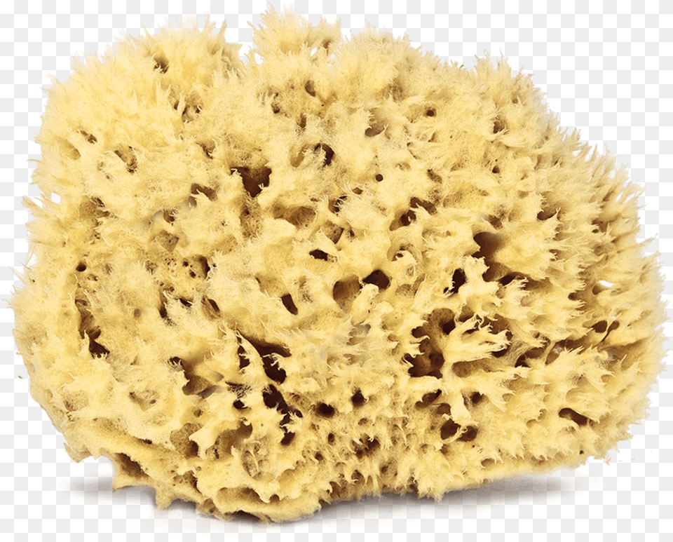Natural Sea Sponges Sea Sponge Animal Images Transparent, Invertebrate, Sea Life, Sponge Animal, Plant Png