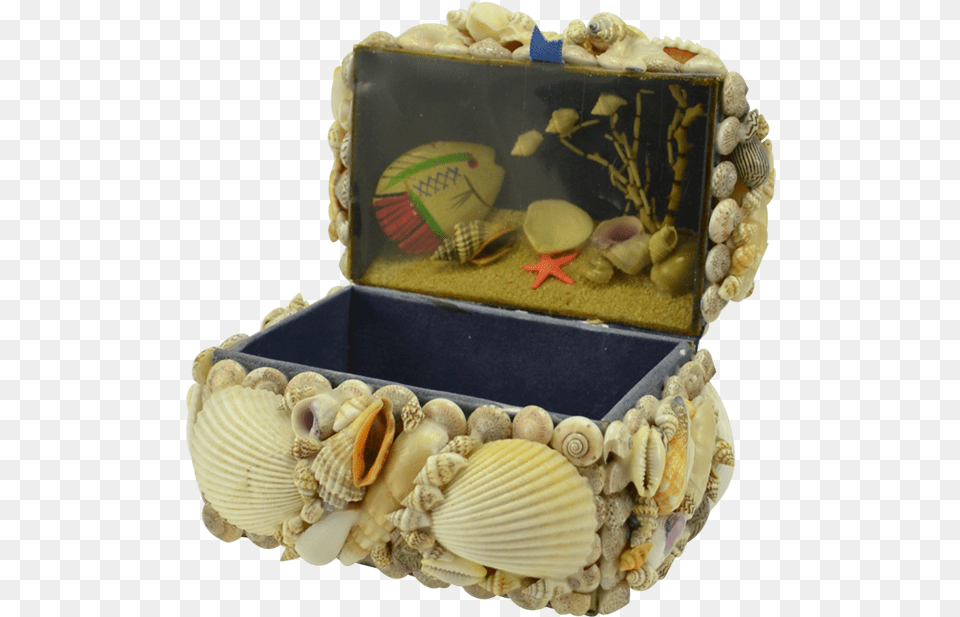 Natural Seashell Treasure Box Cradle, Animal, Seafood, Sea Life, Invertebrate Free Png