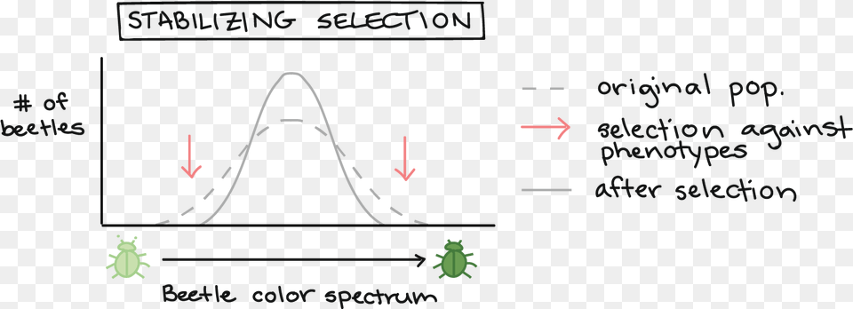 Natural Selection Bell Curve, Chart, Plot Free Transparent Png