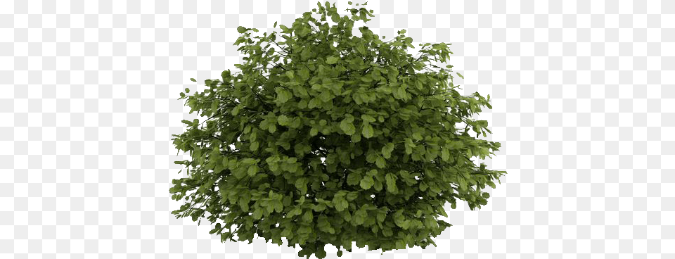 Natural Small Tree Photoshop Shrubs Image Corylus Avellana, Herbs, Leaf, Plant, Potted Plant Free Png Download