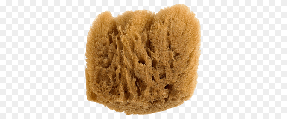 Natural Sponge, Birthday Cake, Cake, Cream, Dessert Png Image