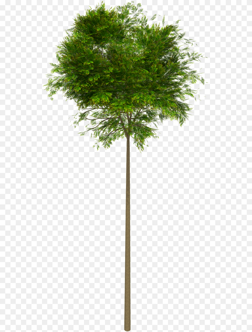 Naturaleza Arbol, Maple, Plant, Tree, Tree Trunk Png