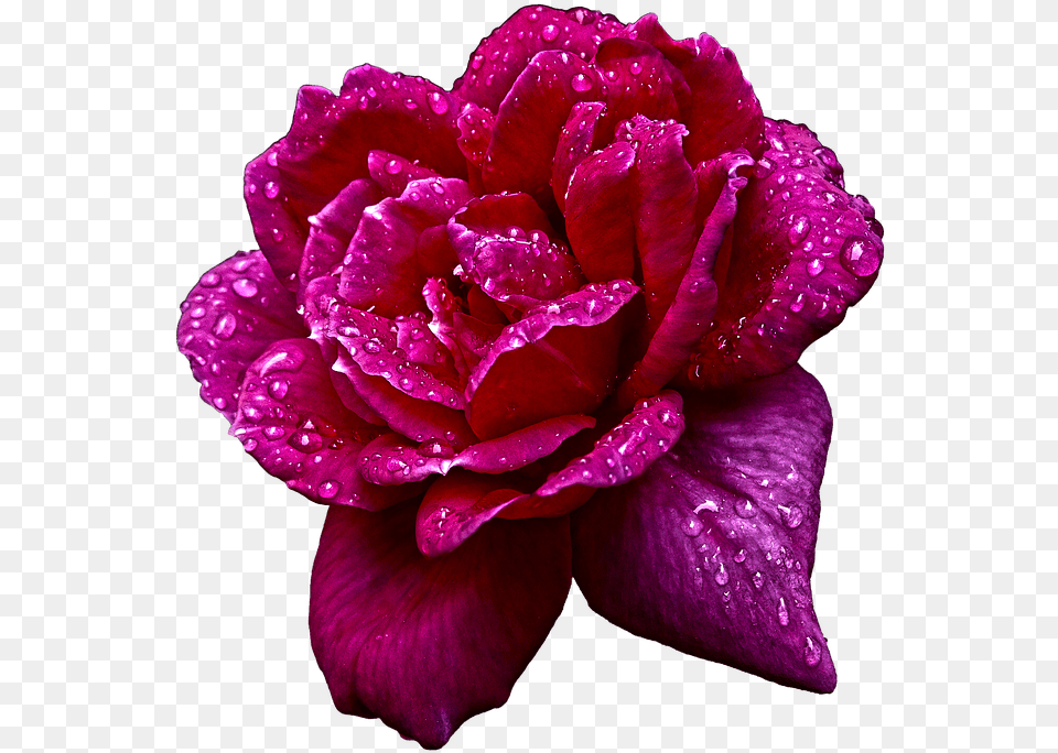 Naturaleza Flor Rosa Jardin Gotas Agua Hybrid Tea Rose, Flower, Plant, Petal, Geranium Png