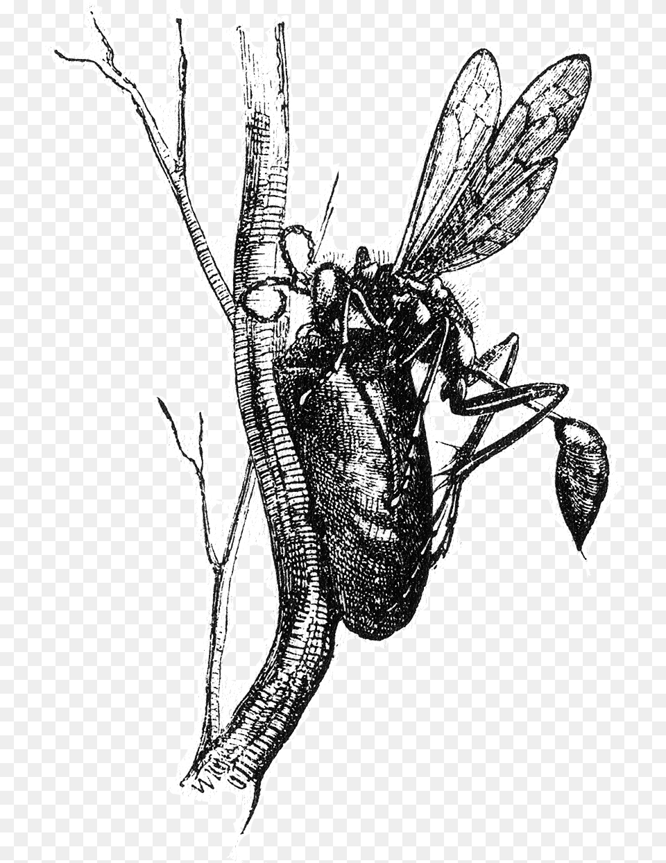 Naturalist On The River Amazons Figure 17 License Sceliphron, Wasp, Invertebrate, Insect, Bee Free Transparent Png