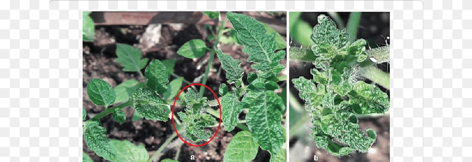 Naturally Infected Solanum Lycopersicum Plants Exhibiting Begomovirus, Herbs, Mint, Plant, Leaf Free Png