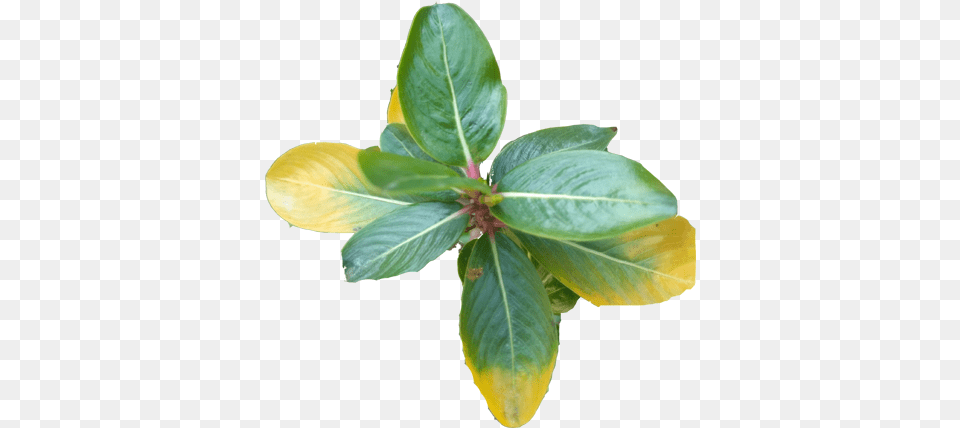 Nature, Flower, Leaf, Plant, Acanthaceae Free Png